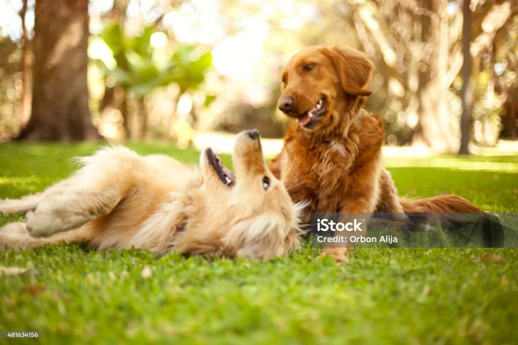 dogs playing in the park